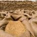 الفاو تخفض توقعاتها لإنتاج القمح في 2024 - مصر النهاردة