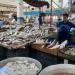 الغرفة التجارية: أسماك البردويل دخلت بكميات كبيرة وستخفض الأسعار (فيديو) - مصر النهاردة