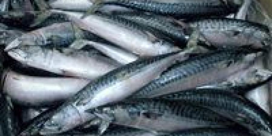أسعار السمك اليوم الخميس 18 - 4 – 2024 في السوق المصري - مصر النهاردة
