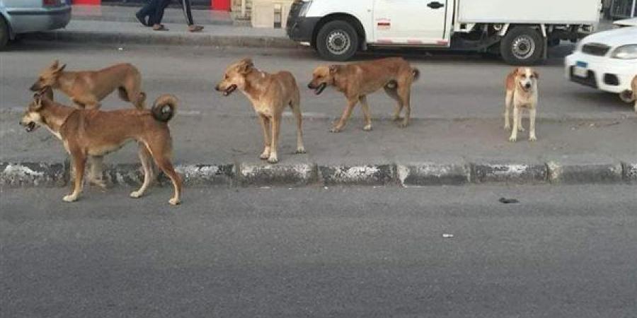 بيطري سوهاج يكثف مجهوداته لمكافحة ظاهرة الكلاب الضالة - مصر النهاردة