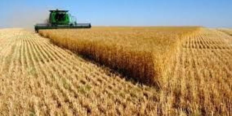 ارتفاع معدلات توريد القمح لـ 10.3 آلاف طن بالوادي الجديد - مصر النهاردة