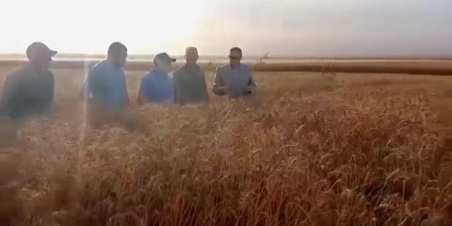 الرمال تحولت إلى غلال، حصاد القمح بمزارع الفرافرة (صور) - مصر النهاردة